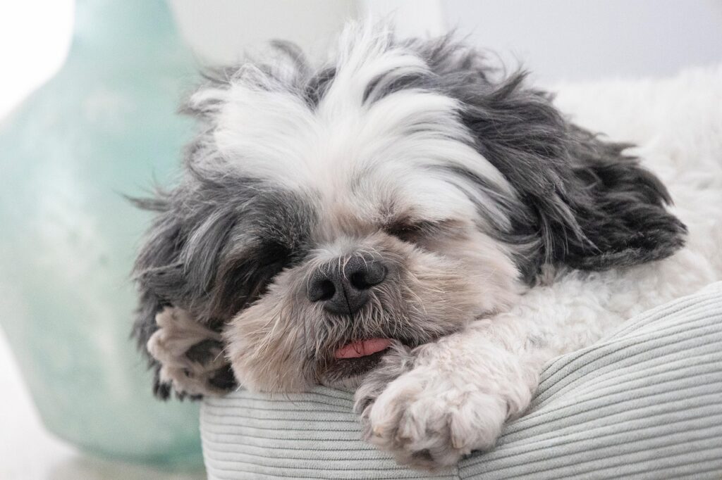 NMNプレミアムは睡眠改善に効果がある？