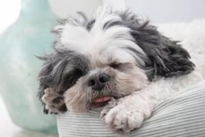 NMNプレミアムは睡眠改善に効果がある？