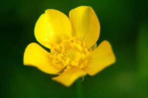 NMNサプリの効果の実感はいつから？あなたの期待に応える情報を徹底解説！