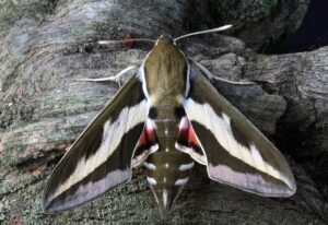 NMNサプリはどれを選ぶべきか？
