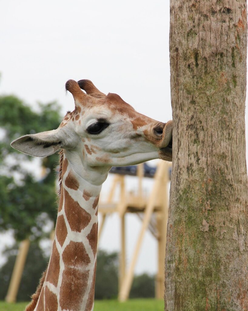 NMNサプリの成分は本当に効果的？あなたに合った選び方は？